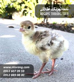 جوجه بوقلمون بوربن یکروزه